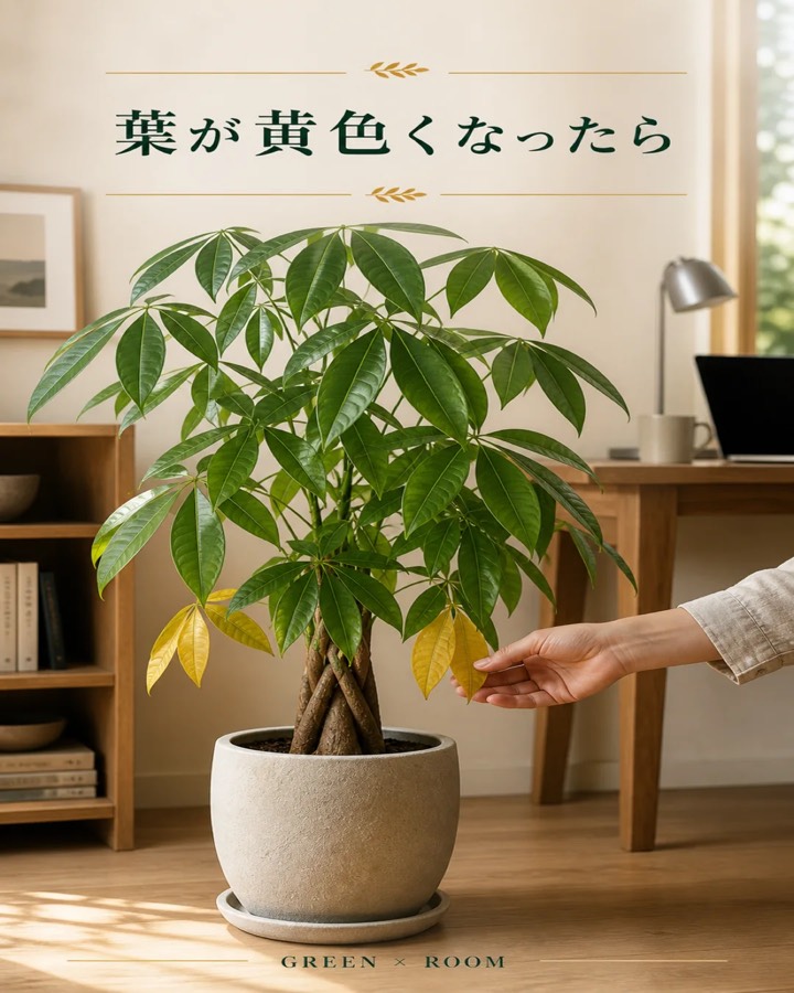 葉が黄色くなったらを紹介するGREEN × ROOMのInstagram投稿表紙
