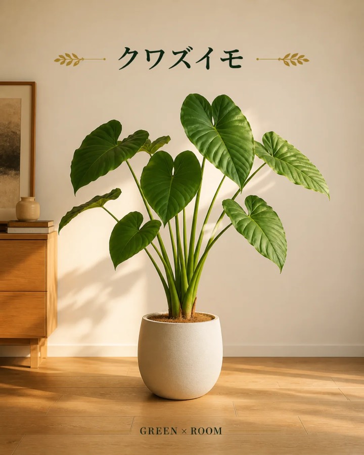 クワズイモを紹介するGREEN × ROOMのInstagram投稿表紙
