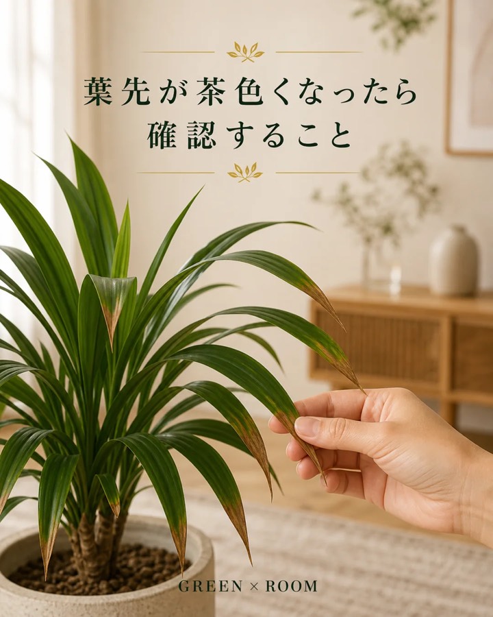 葉先が茶色くなったら確認することを紹介するGREEN × ROOMのInstagram投稿表紙