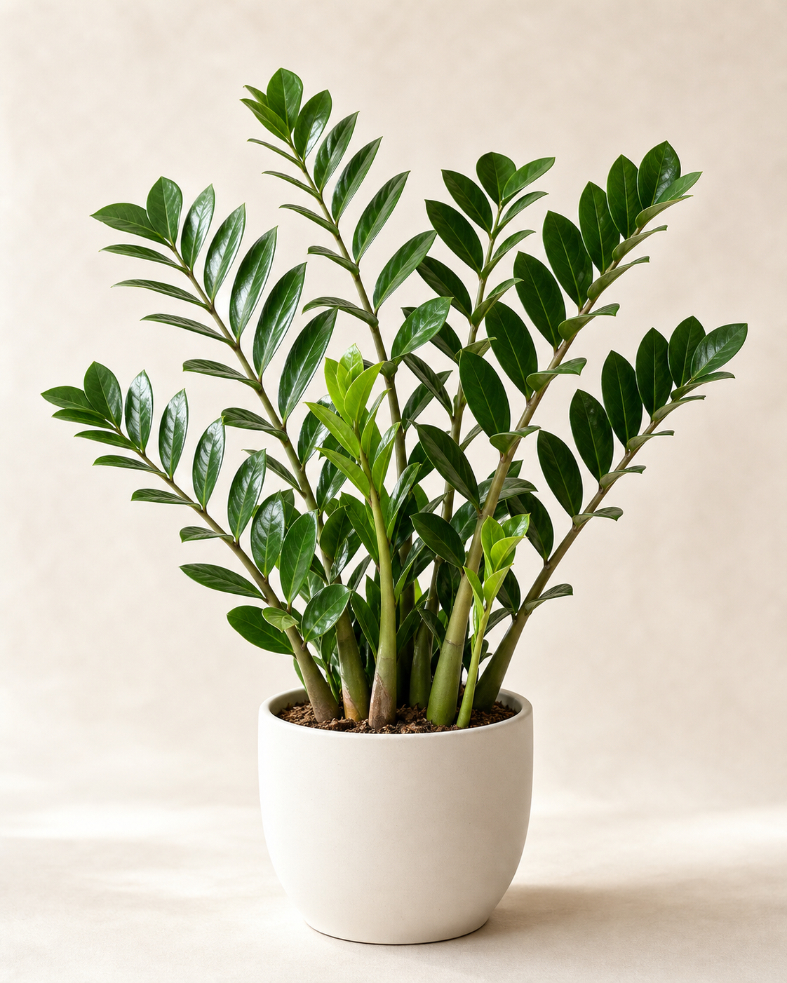 ザミオクルカス